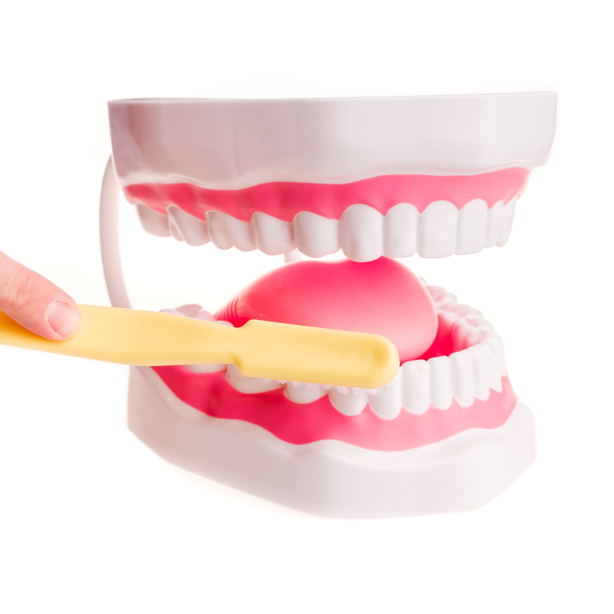 TalkTools Mouth Demonstrator dimostratore bocca logopedia