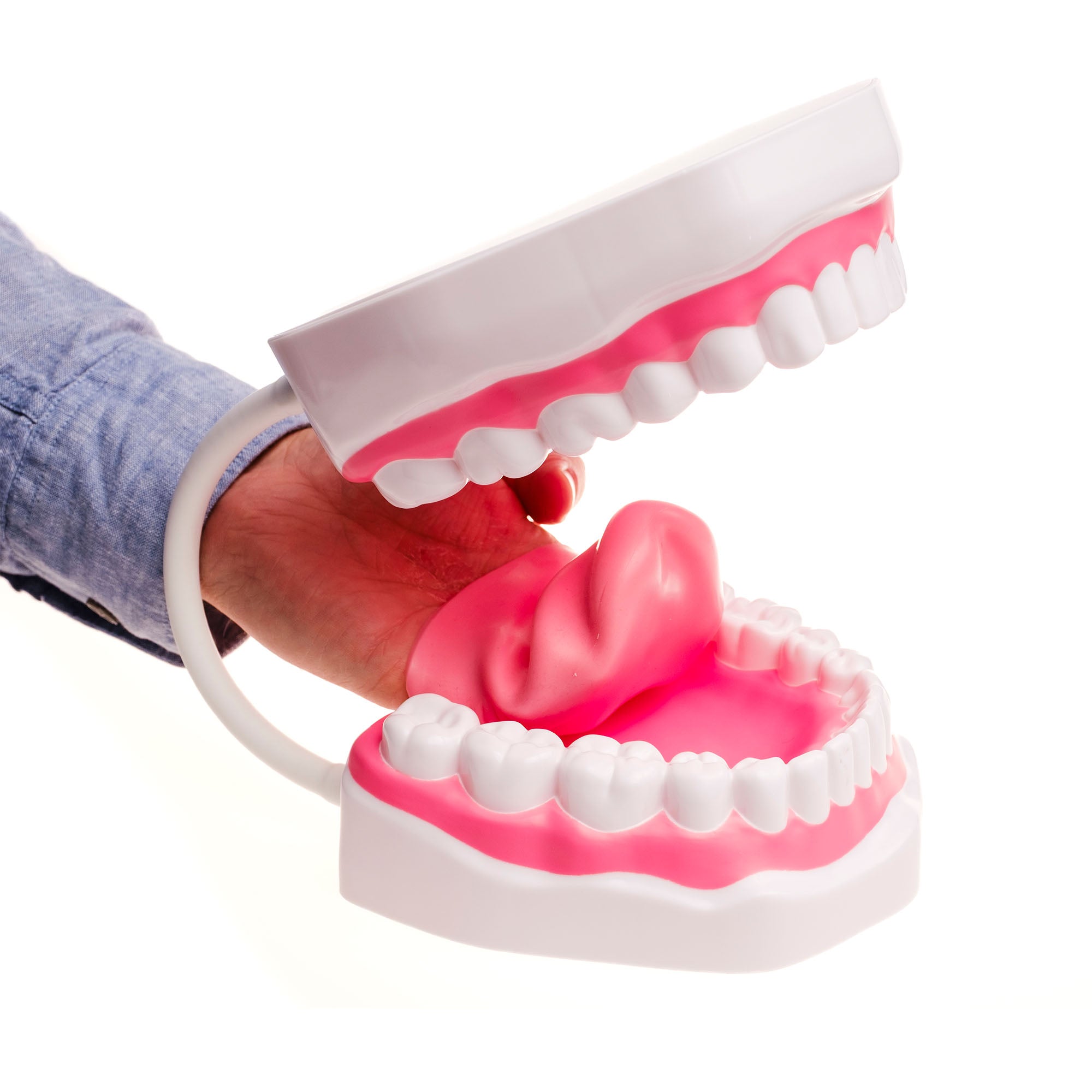 TalkTools Mouth Demonstrator dimostratore bocca logopedia