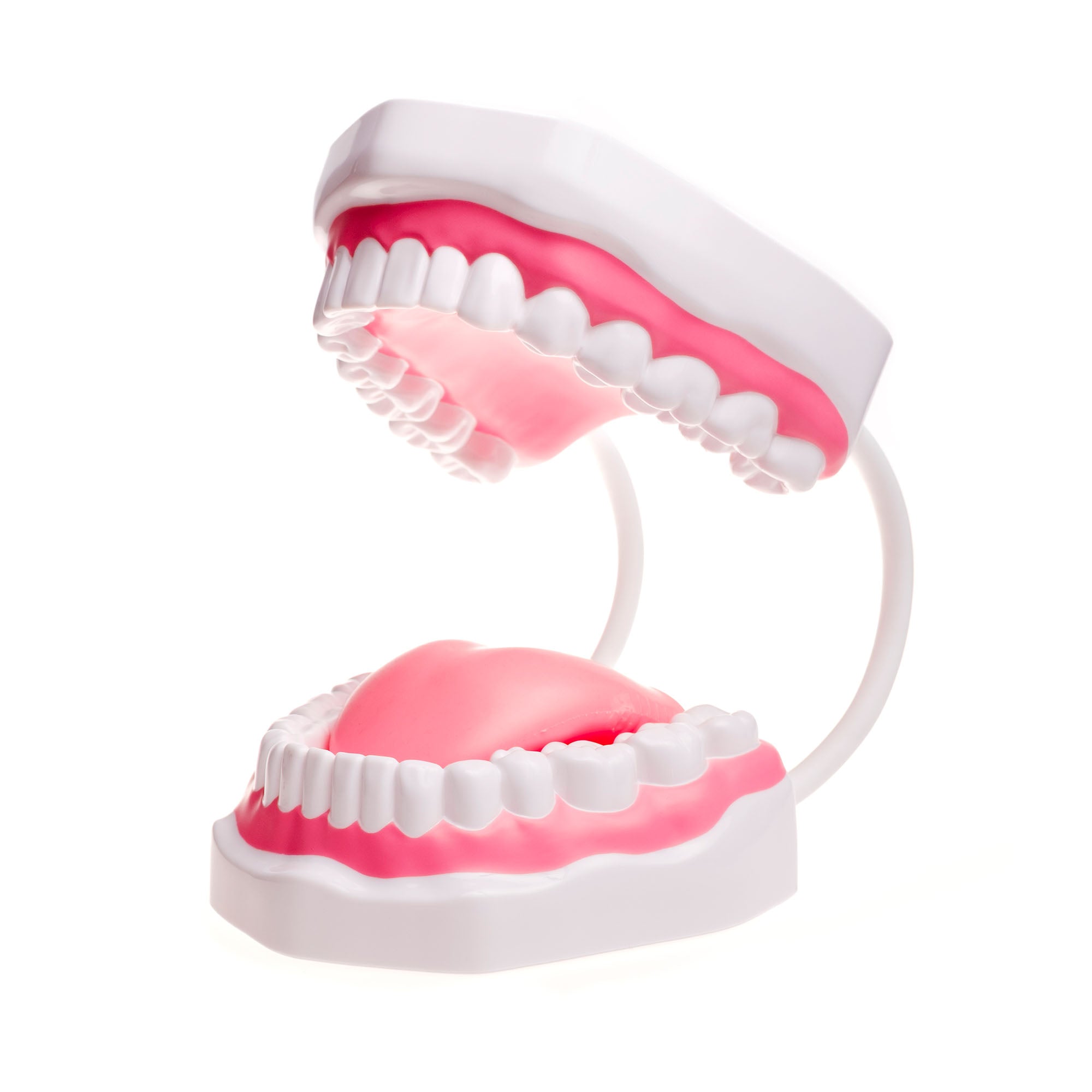 TalkTools Mouth Demonstrator dimostratore bocca logopedia